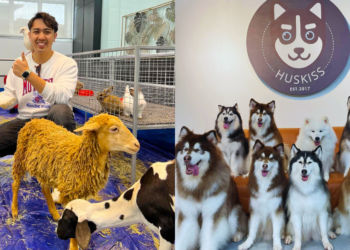 5 Must-Visit Pet Cafes in Klang Valley